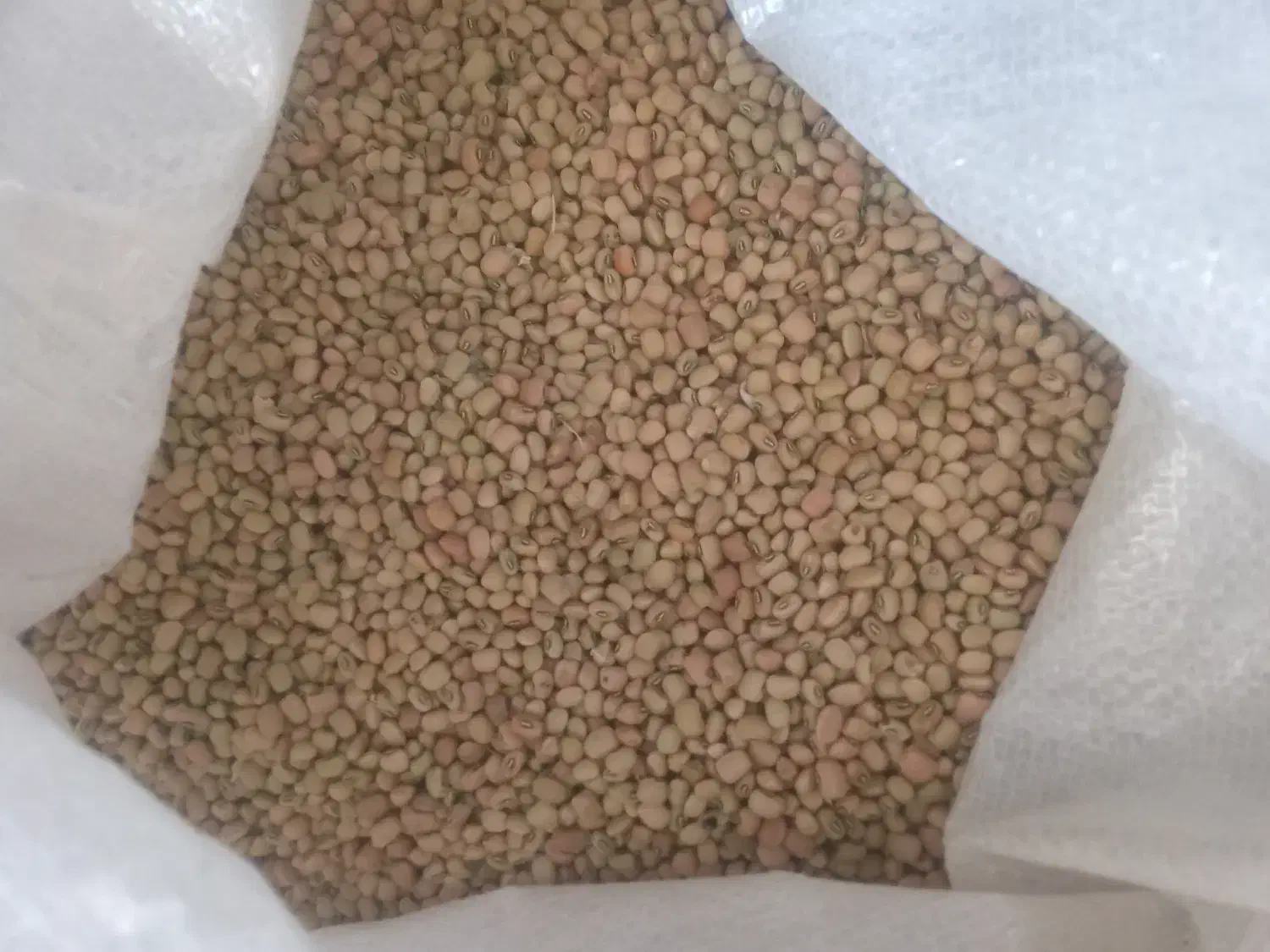 فروش لوبیا اشی درجه یک|خوردنی و آشامیدنی|بدره, |دیوار