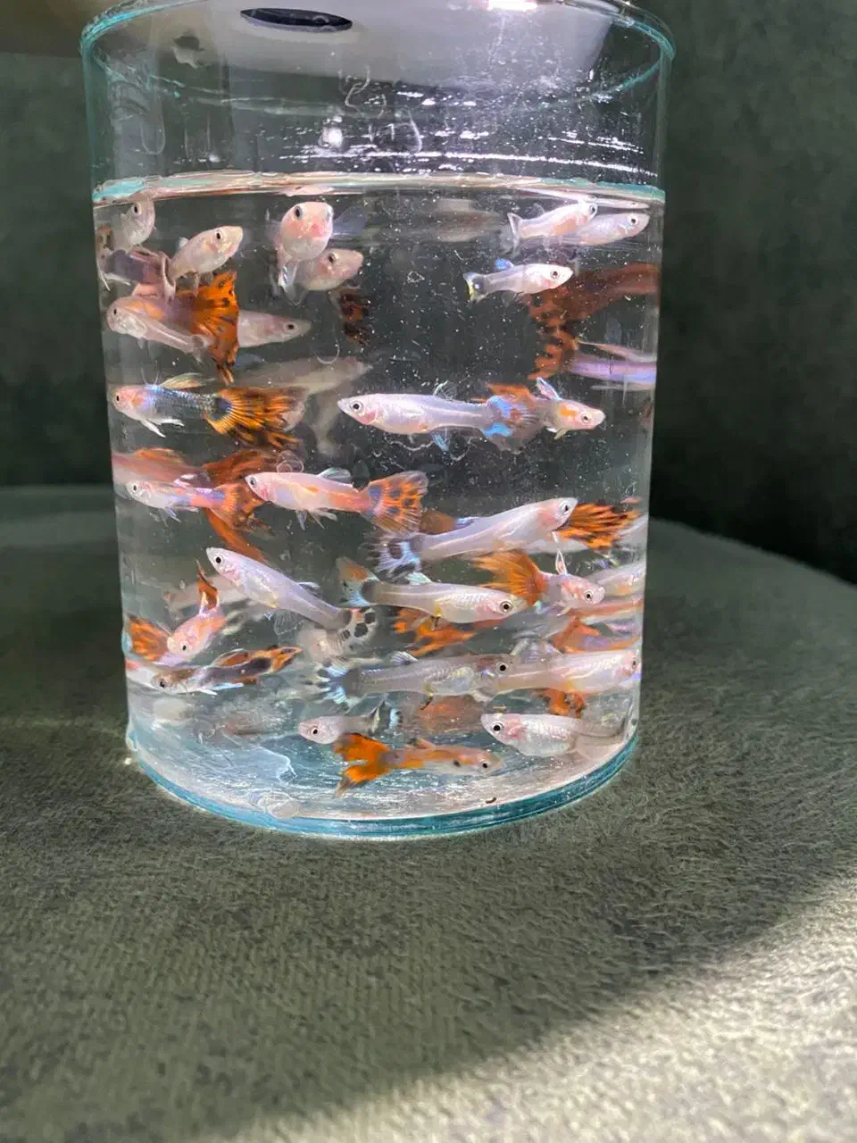 ماهی گوپی بالغ و بچه|ماهی|هشتگرد, شهرک آفتاب|دیوار