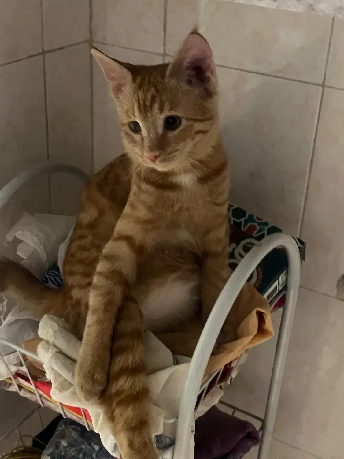 واگذاری گربه دی اس اچ نارنجی|گربه|قزوین, |دیوار