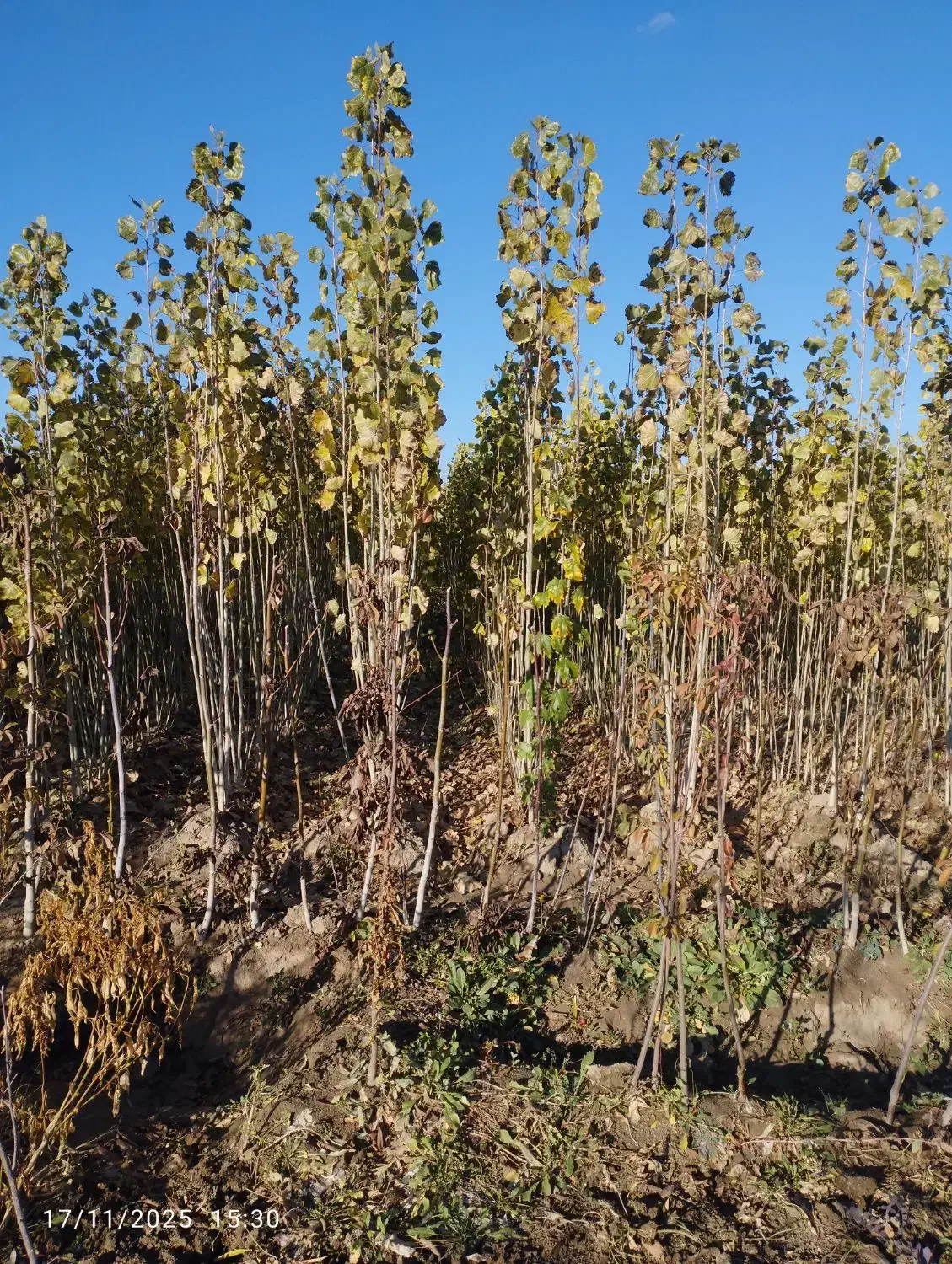 نهال صنوبر|خدمات باغبانی و درختکاری|صوفیان, |دیوار