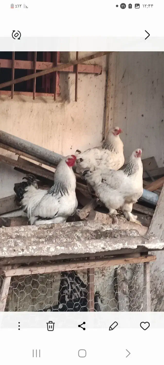 تخم نطفه دار برهما|حیوانات مزرعه|سنگر, |دیوار