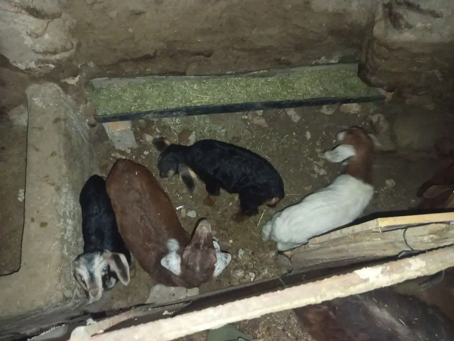 7بزو5بزغاله|حیوانات مزرعه|دهگلان, |دیوار