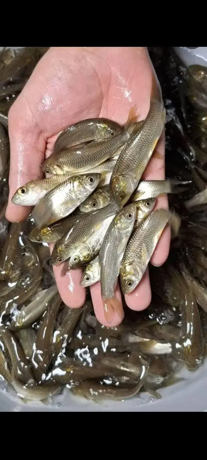 بچه ماهی|ماهی|لنگرود, |دیوار