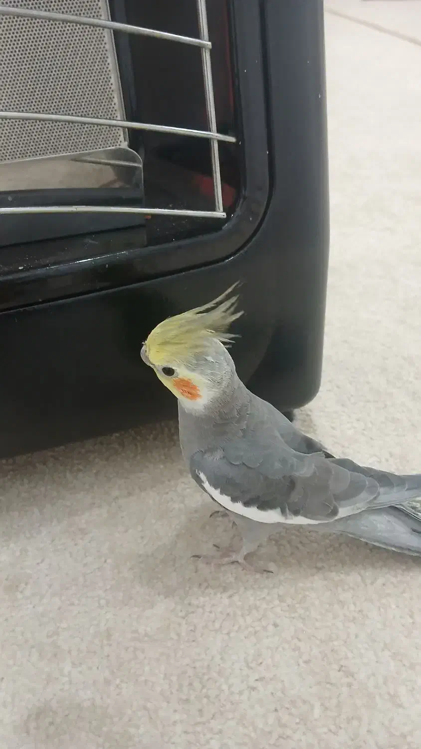 عروس هلندی گم شده|حیوانات|آبادان, |دیوار