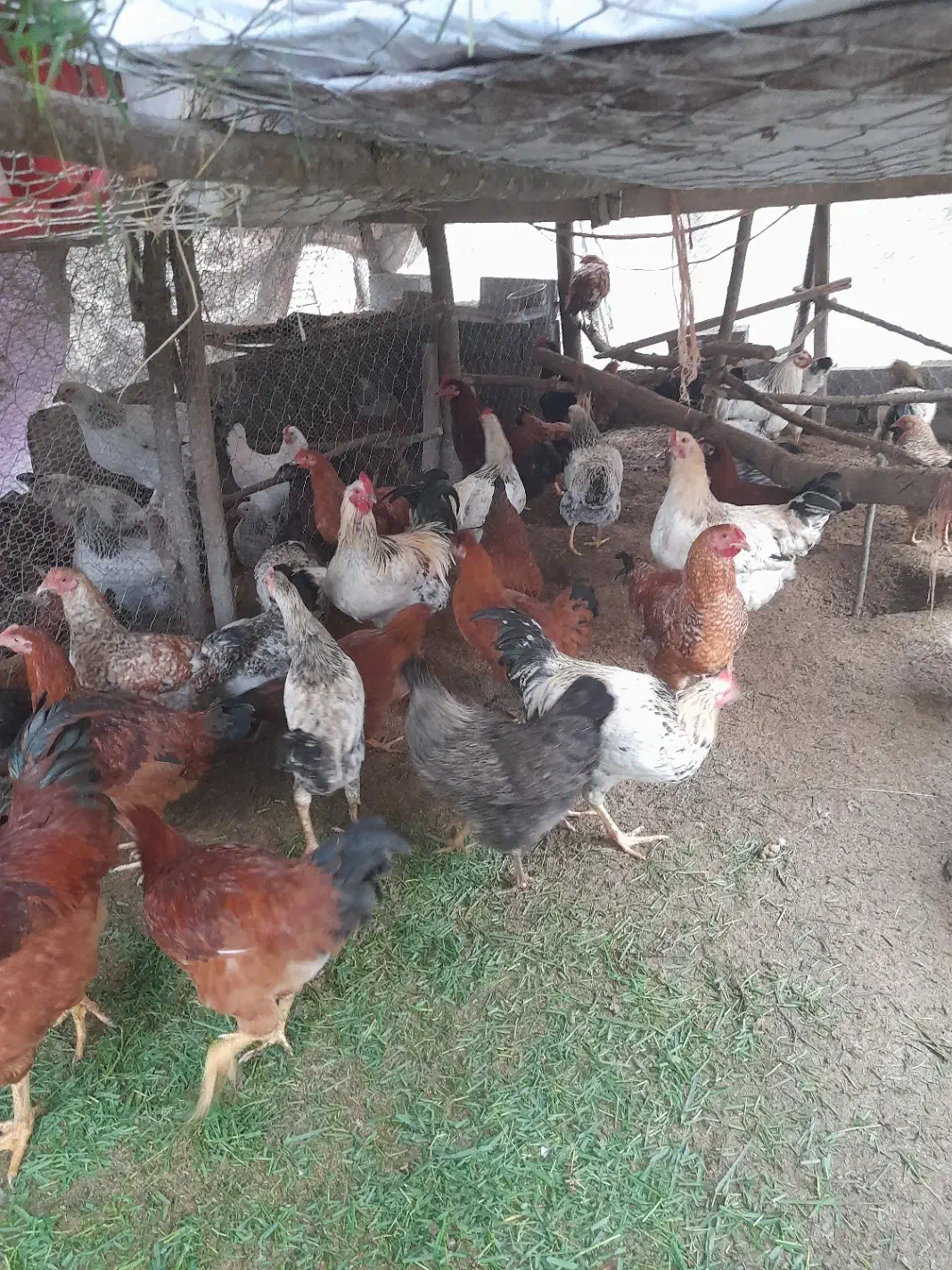 سلام تمام حیوانات با قیمت مناسب به فروش میرسد|حیوانات مزرعه|شلمان, |دیوار