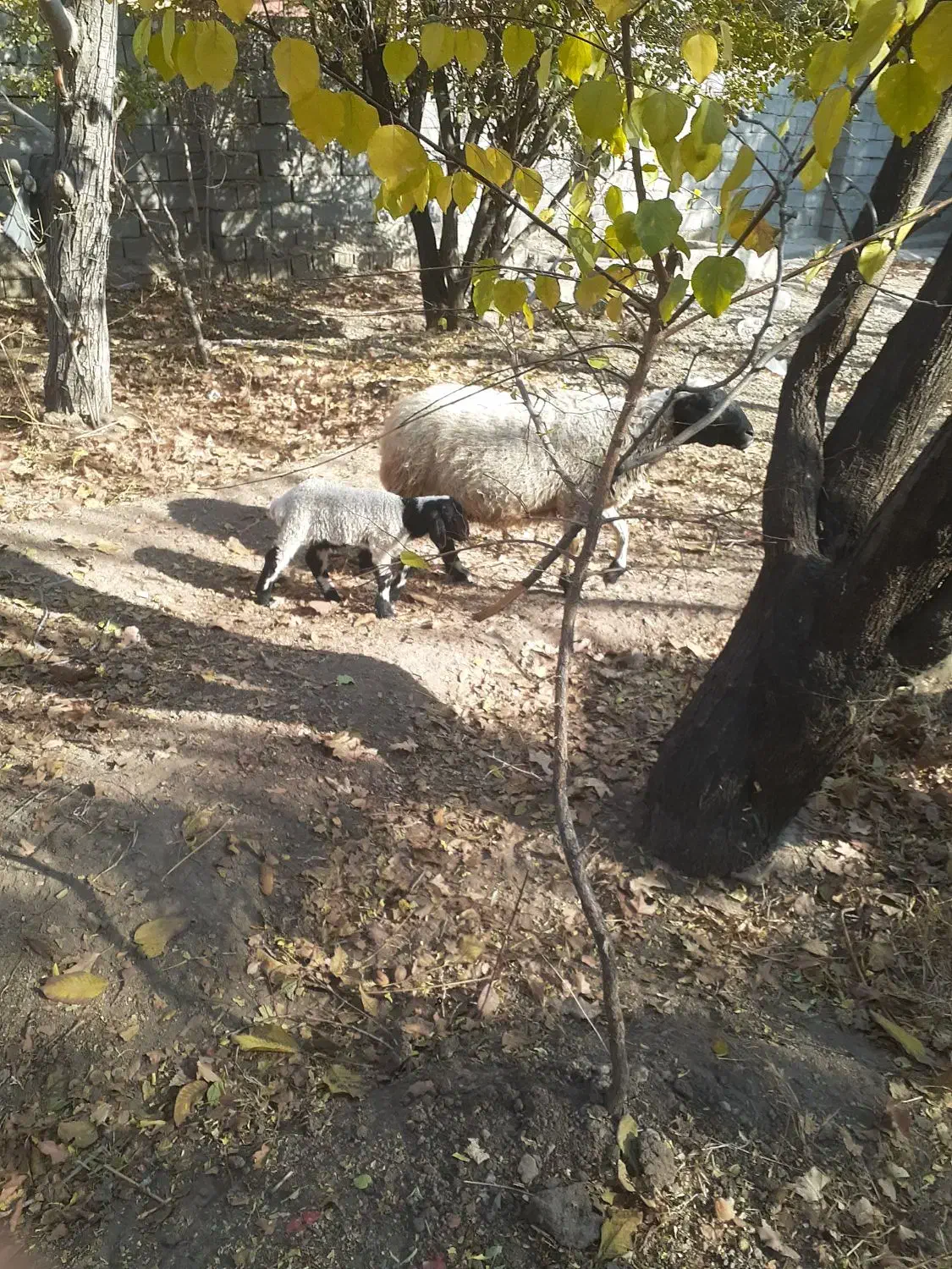 میش بره دار جون|حیوانات مزرعه|سیرجان, |دیوار