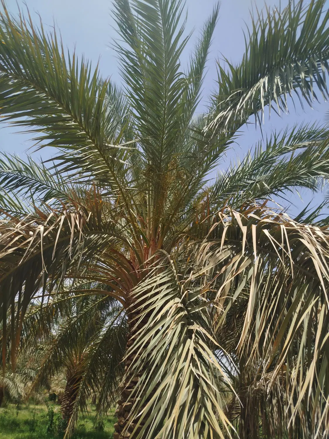 درخت خرما|گل و گیاه طبیعی|نرماشیر, |دیوار