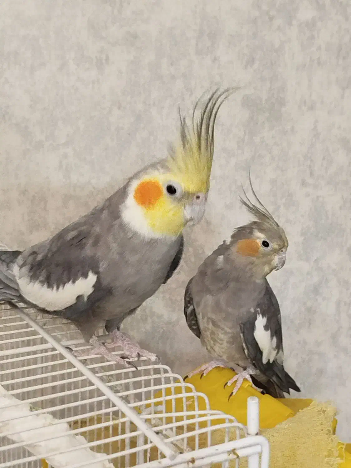 جفت عروس هلندی سینامون کارداده کینگ سایز|پرنده|شیراز, گلشن|دیوار