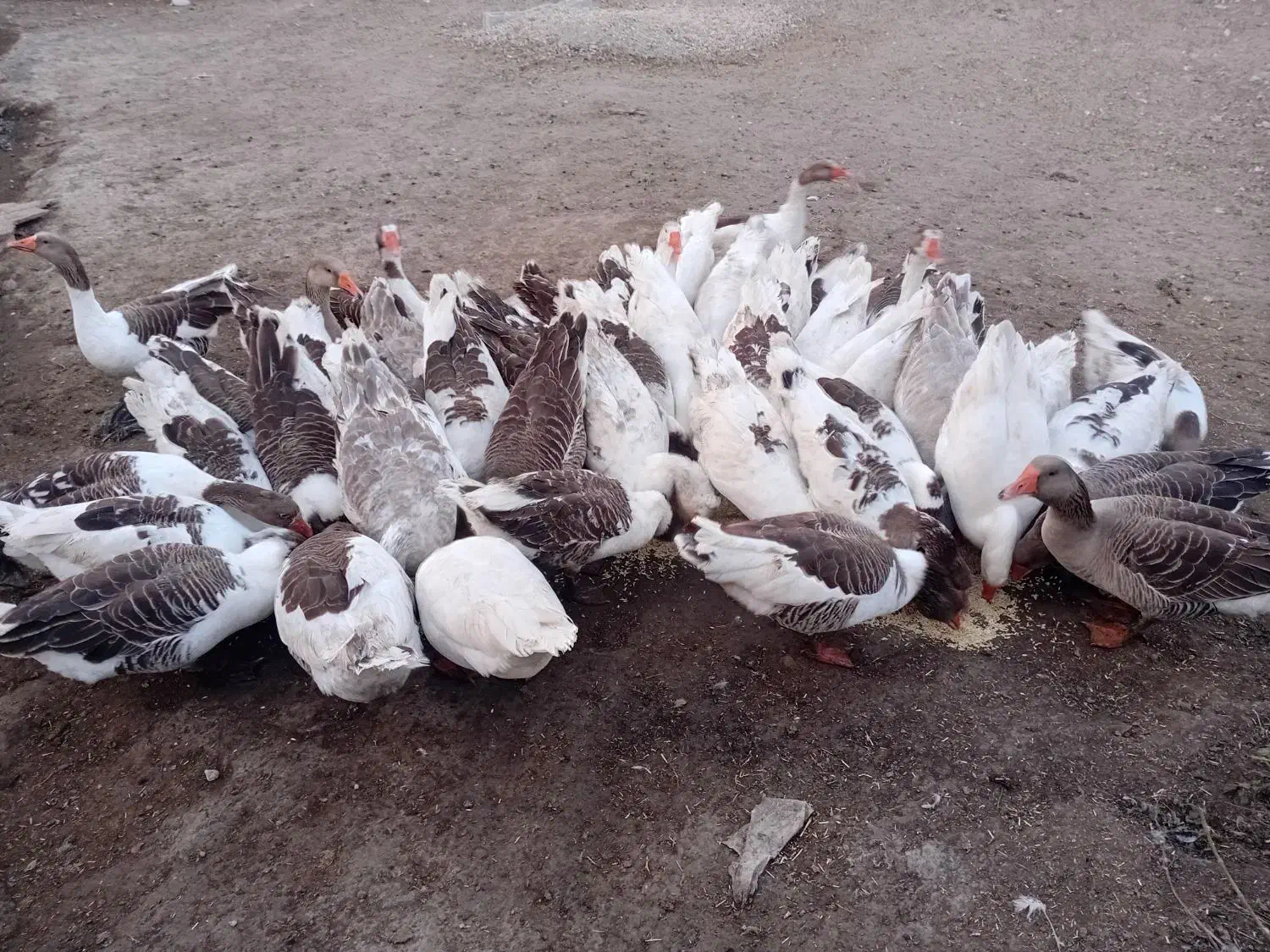 غاز محلی|حیوانات مزرعه|مشگین شهر, |دیوار