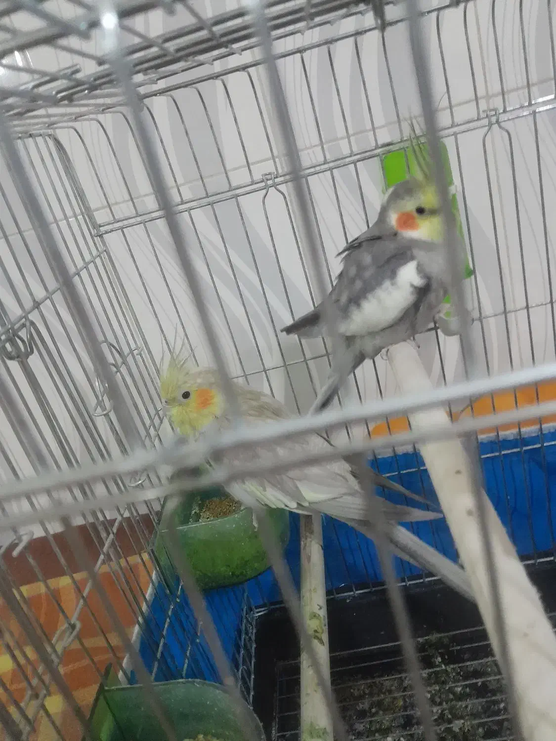 قیمت ۲۵۰۰۰۰۰۰|پرنده|قزوین, |دیوار