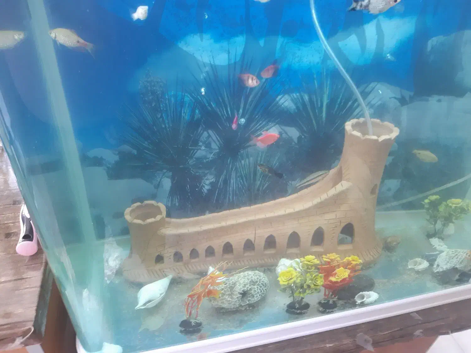 آکواریوم درجه یک با ماهی و همه وسایل و ماهی|ماهی|اصفهان, بهارستان|دیوار