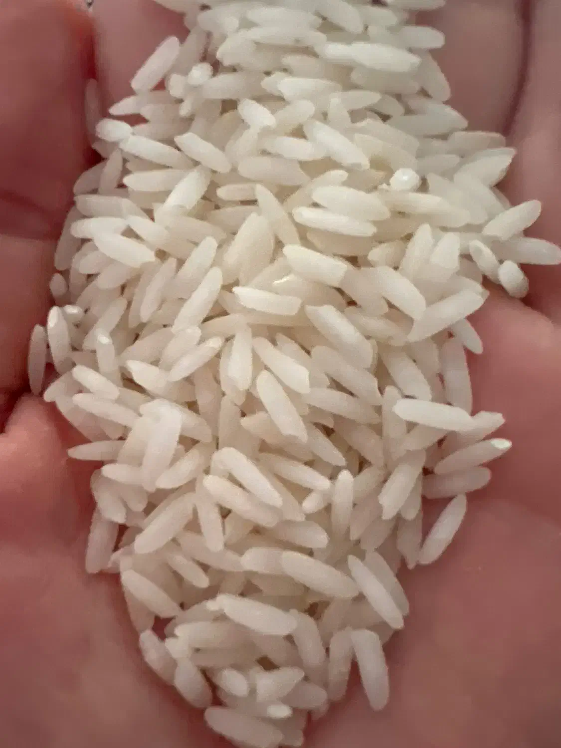 برنج امر الهی کشت دوم|خوردنی و آشامیدنی|سرخرود, |دیوار