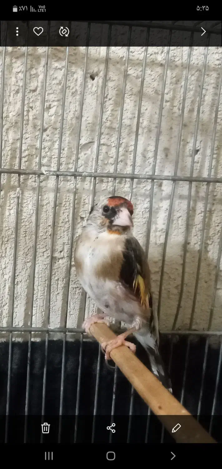 سهره نر جوجه قفس|پرنده|جوانرود, |دیوار