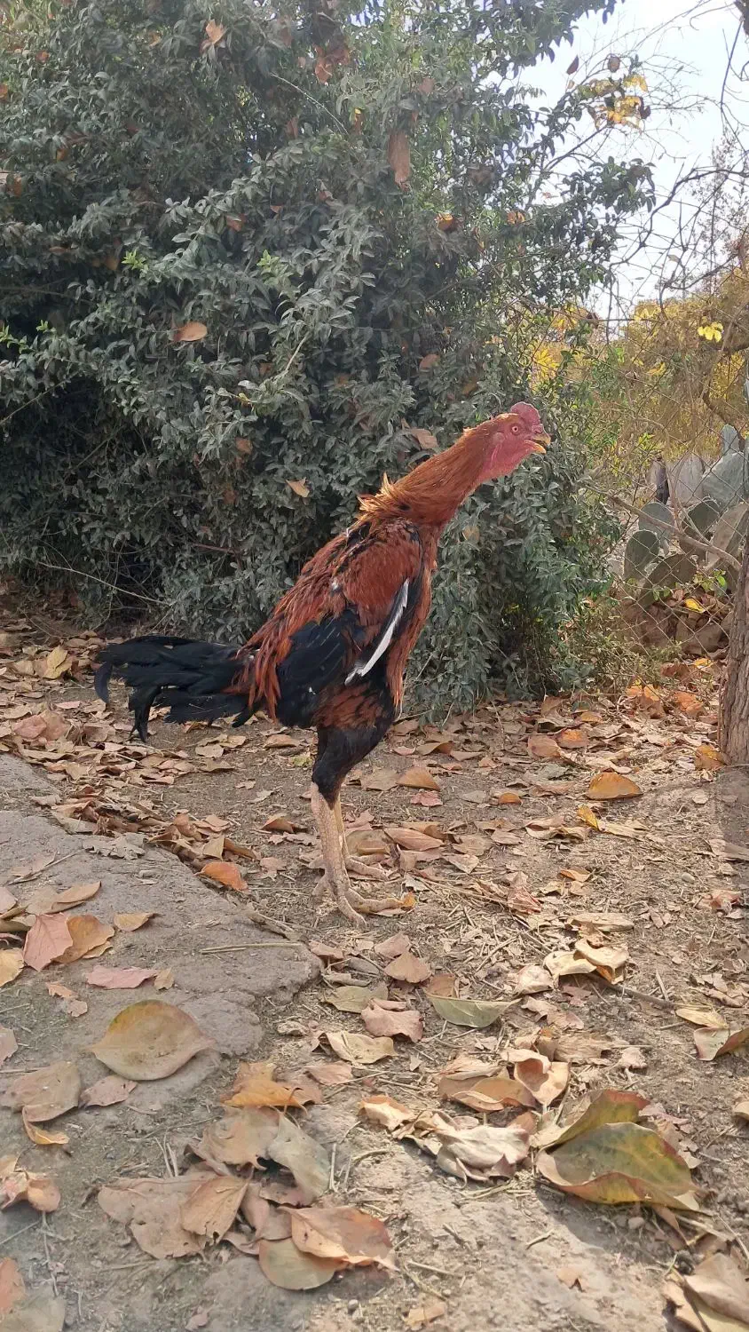 مرغ و خروس لاری|حیوانات مزرعه|پیشوا, |دیوار