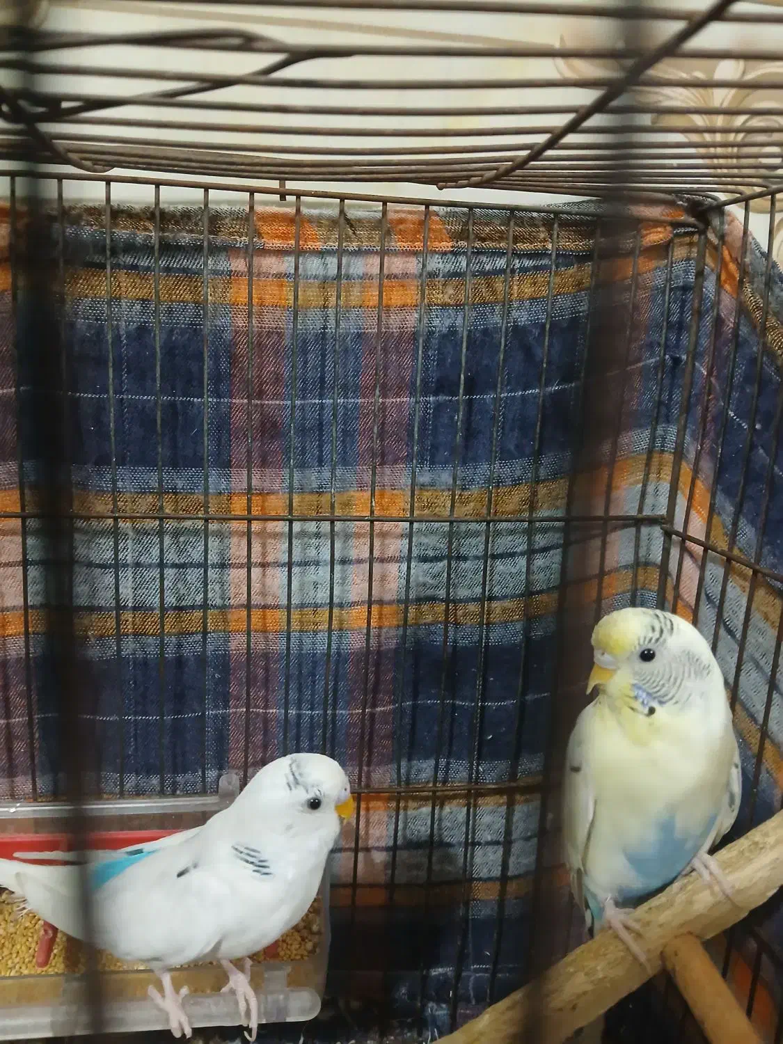 مرغ عشق|پرنده|قرچک, مهدیه|دیوار