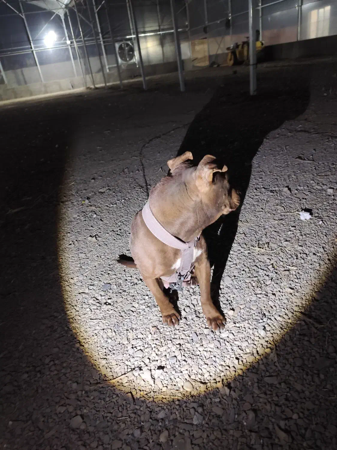 سگ پیتبول گم شده|حیوانات|ارومیه, |دیوار