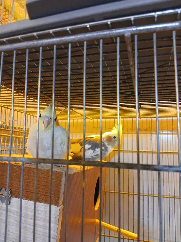 عروس هلندی|پرنده|مشکین‌دشت, |دیوار