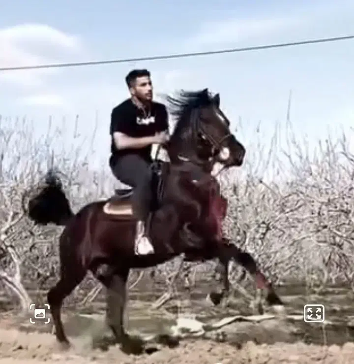 اسب کرد|اسب و تجهیزات اسب‌سواری|بوئین زهرا, |دیوار