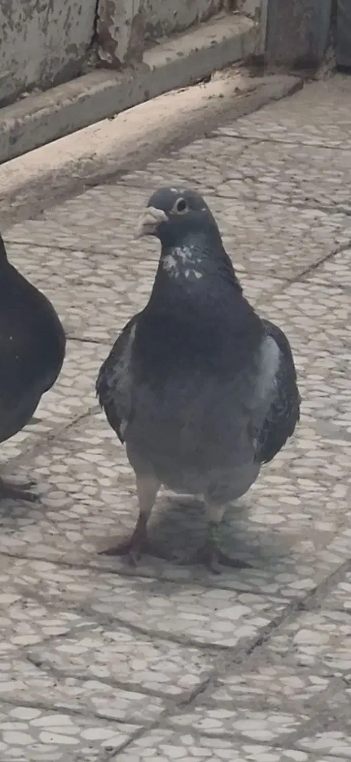 نرمگس باختی|حیوانات|زاهدان, |دیوار