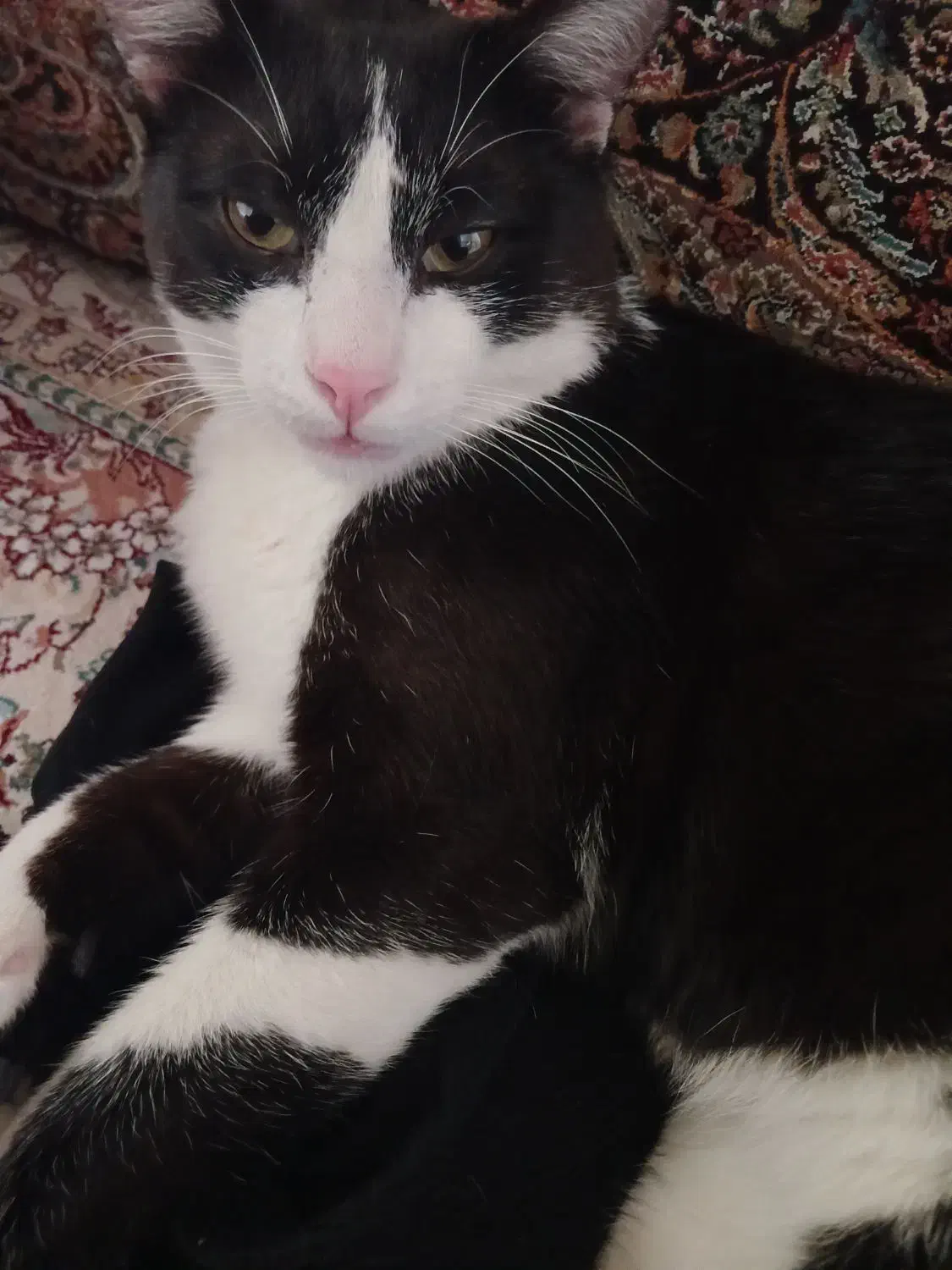 گمشده گربه نره هرکی پیداش کنه شیرینه تپل بهش میدم|حیوانات|فردیس, قریشی|دیوار