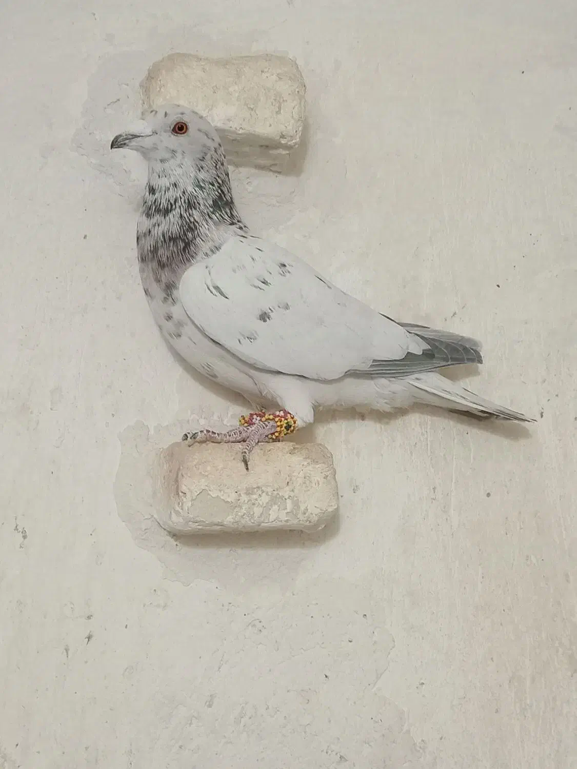 کفتر پلاکی|پرنده|شیراز, سلطان آباد|دیوار