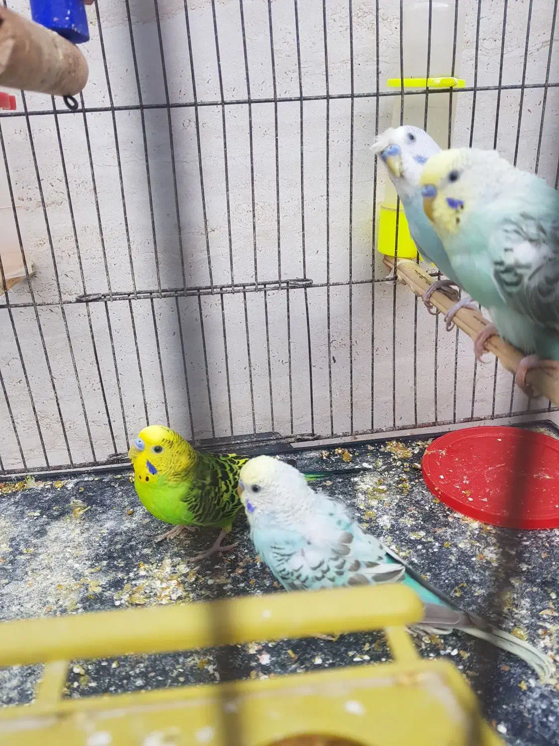 مرغ عشق های نر خوشرنگ|پرنده|بوشهر, |دیوار