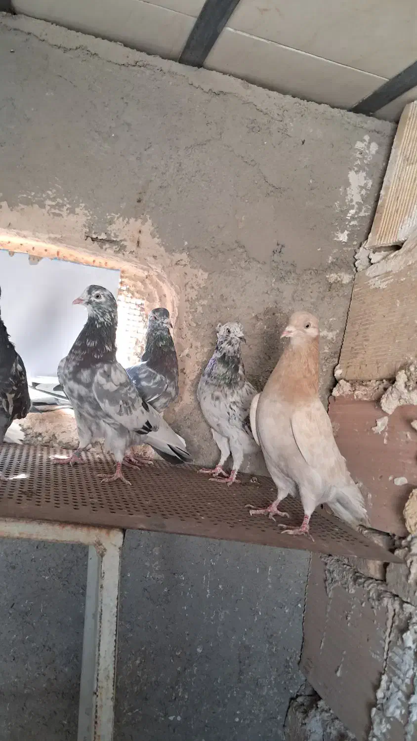 کبوتر کفتر کهنه و جوجه|پرنده|پاکدشت, پاکدشت (مامازند)|دیوار