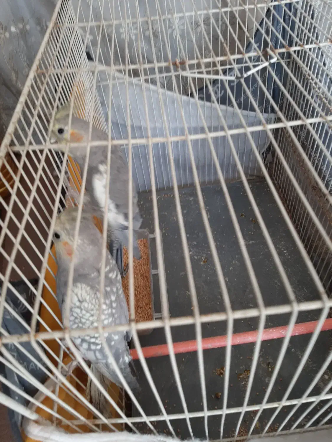 عروس هلندی|پرنده|مشهد, شهرک شیرین|دیوار