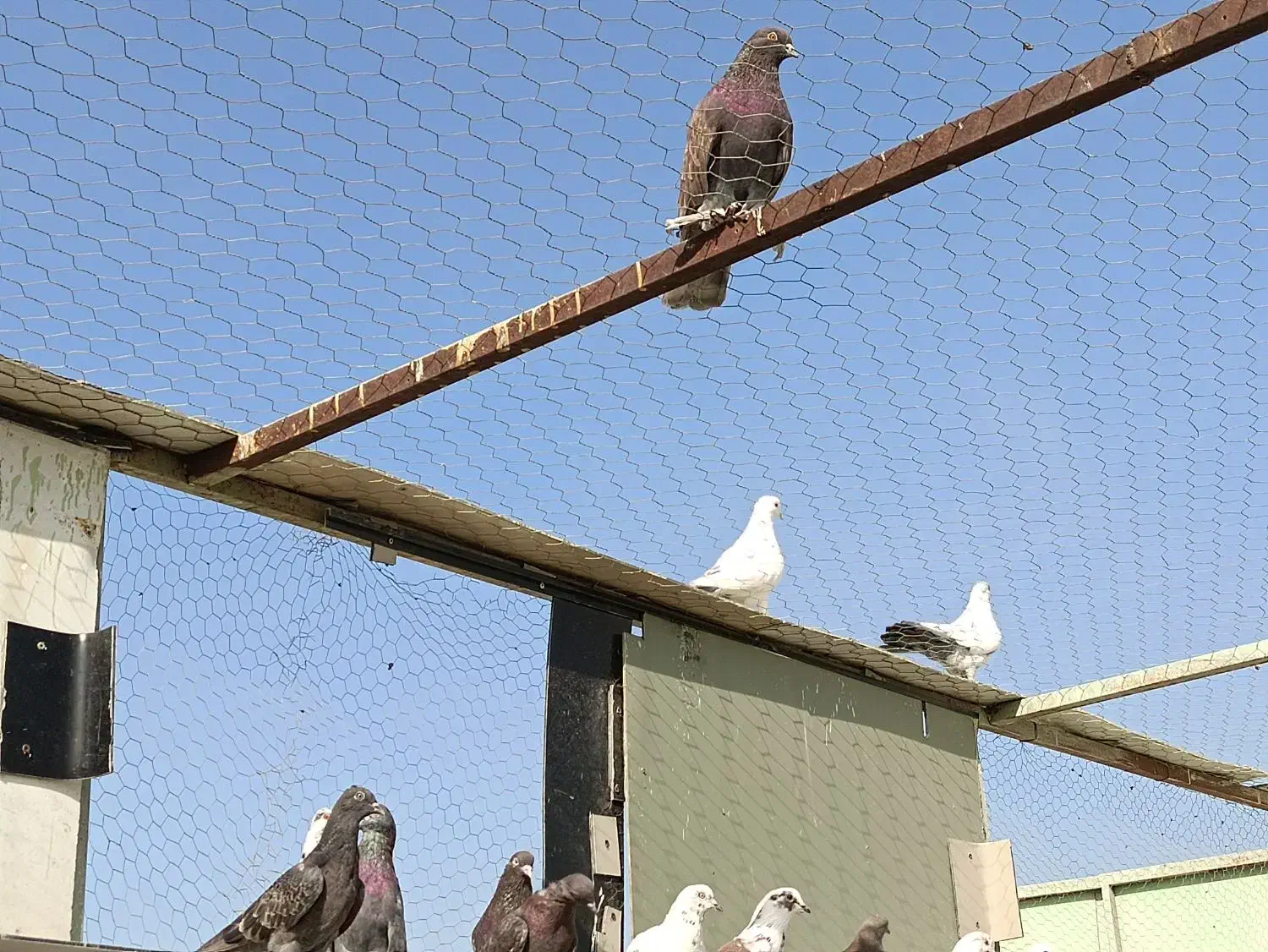 کبوتر پرشی|پرنده|صباشهر, |دیوار