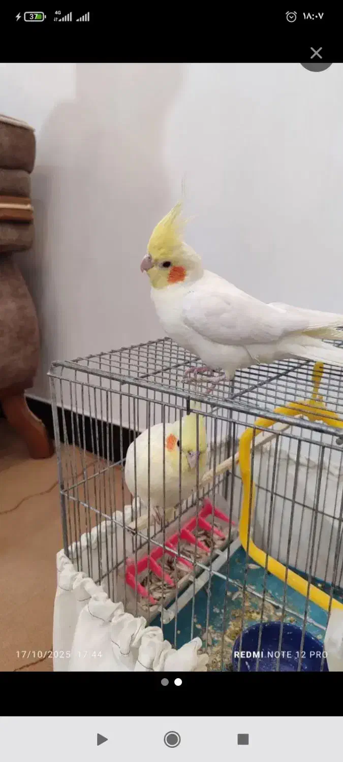 دوتا عروس هلندی|پرنده|دابودشت, |دیوار