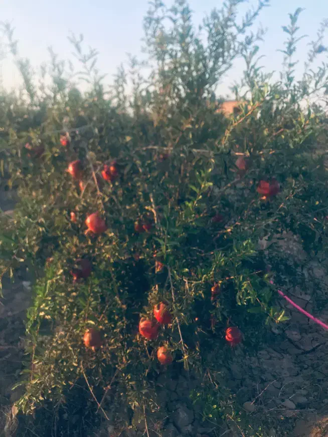 فروش باغ انار حاده ساوه سلفچگان بصورت تمام چک|فروش خانه و ویلا|قم, آزادگان|دیوار