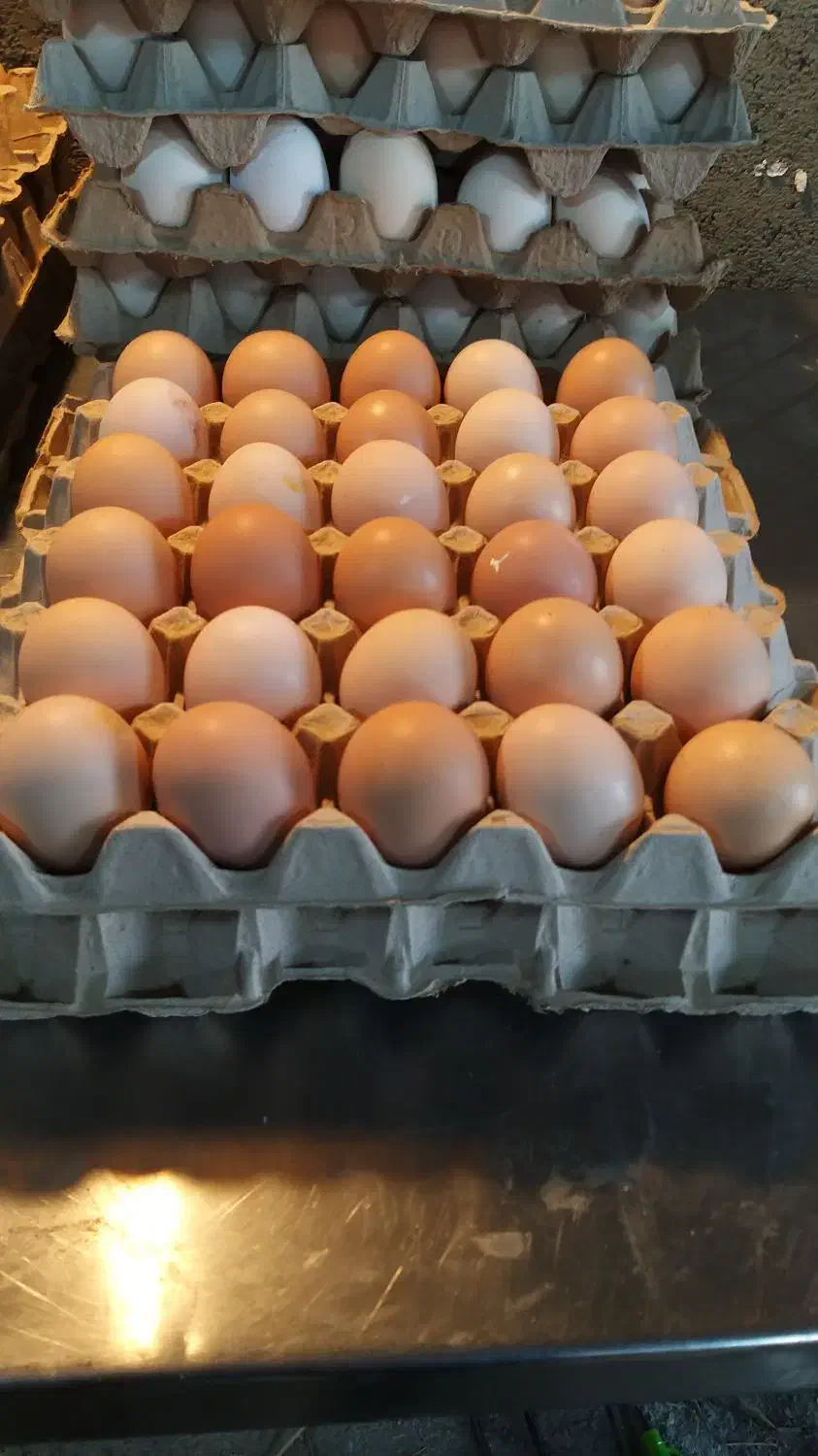تخم مرغ محلی، ارگانیــک|خوردنی و آشامیدنی|تهران, پارک شهر|دیوار