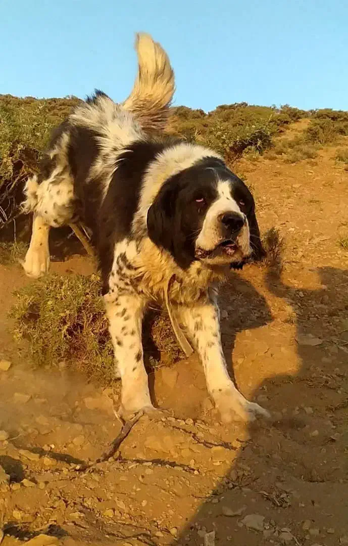 واگزاری لاس قدرجونی خالص|سگ|رودشت (اصفهان), |دیوار