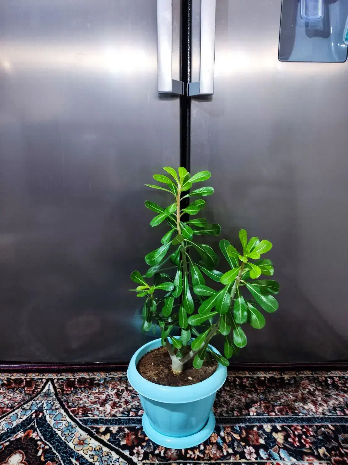 آدنیوم(رز صحرایی)|گل و گیاه طبیعی|قرچک, شهرک طلائیه|دیوار