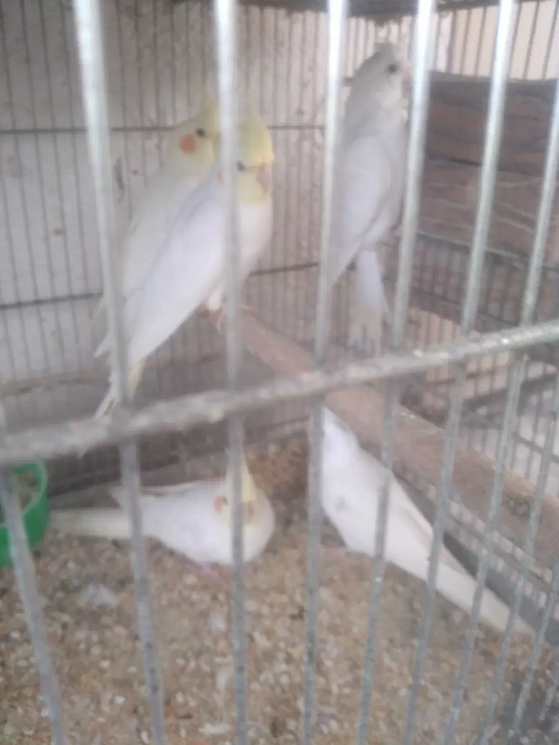 عروس هلندی البینو ولوتینو|پرنده|ابهر, |دیوار