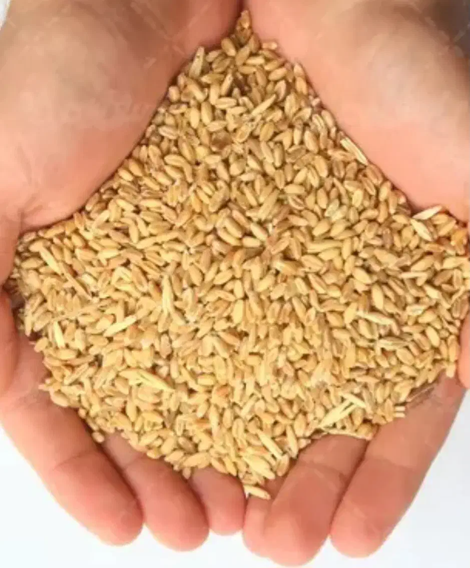 گندم|عمده‌فروشی|بجنورد, |دیوار