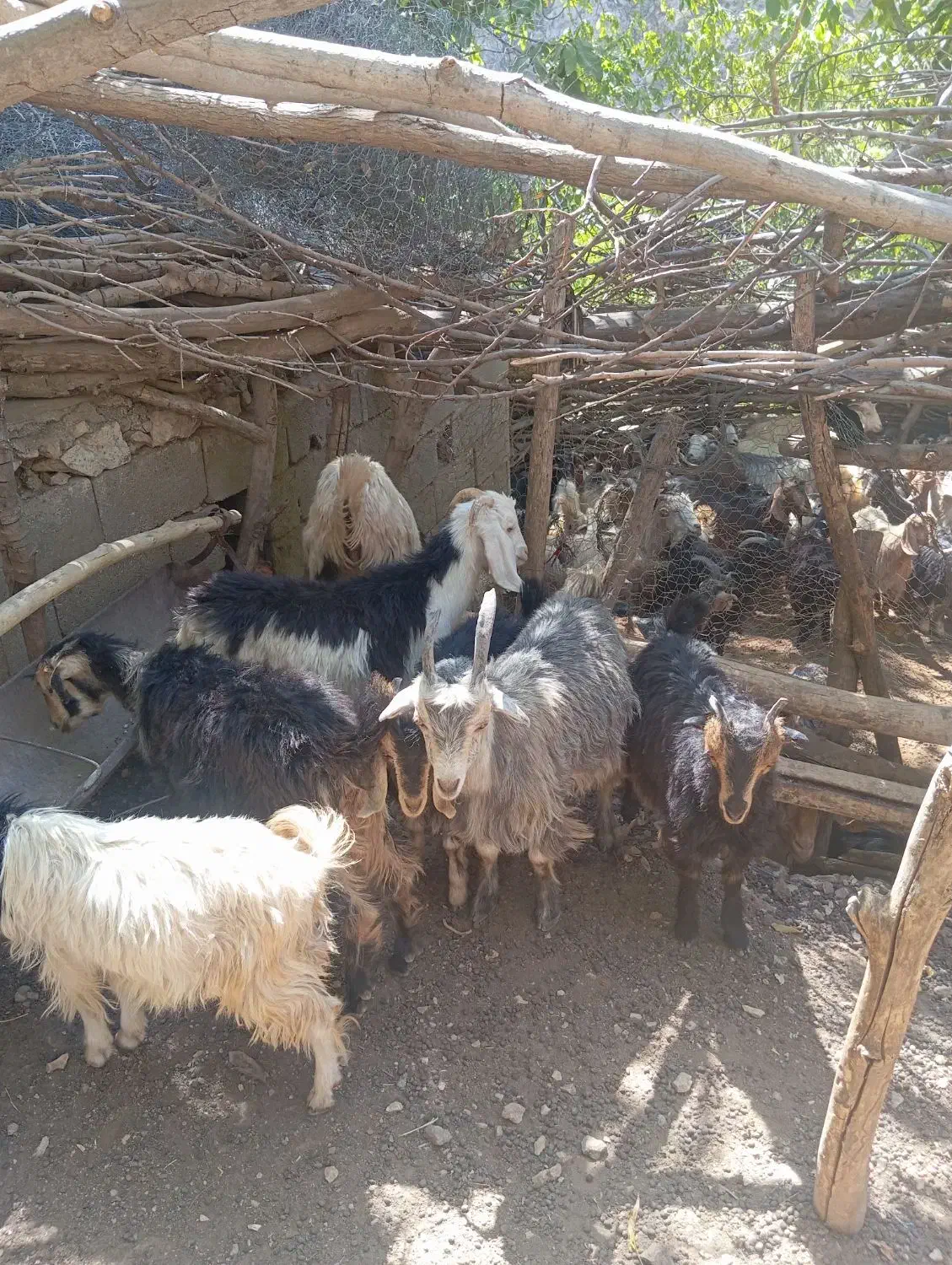 بز جوان|حیوانات مزرعه|مارگون, |دیوار