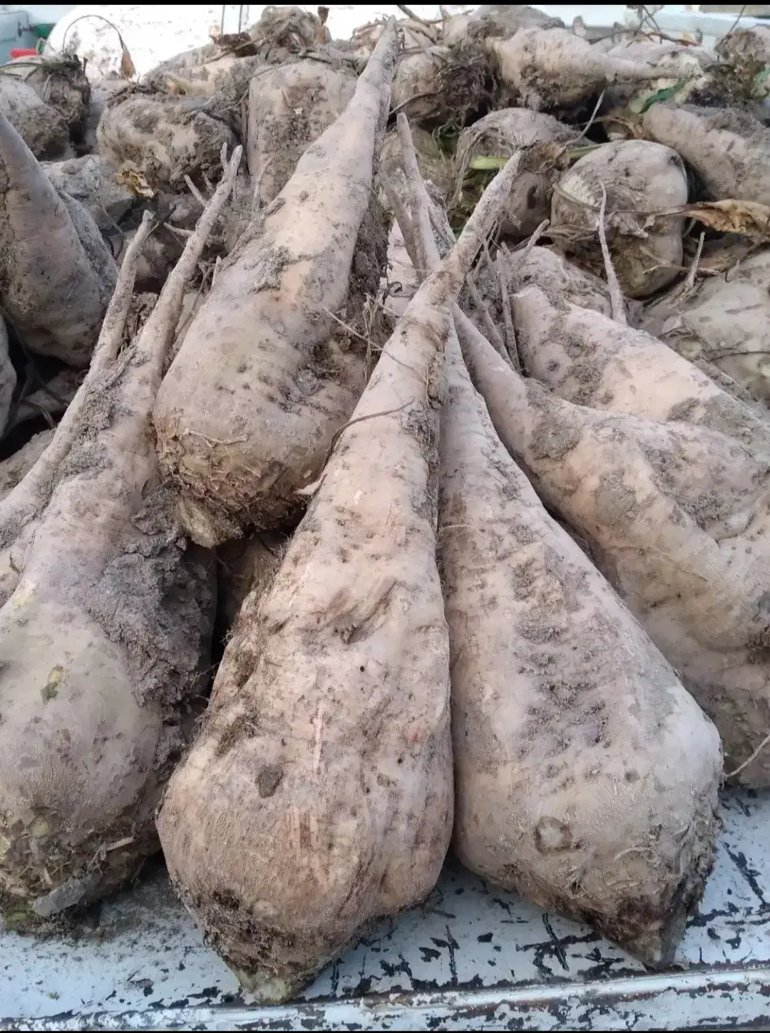 چغندر قند|عمدهفروشی|قره ضیاالدین, |دیوار