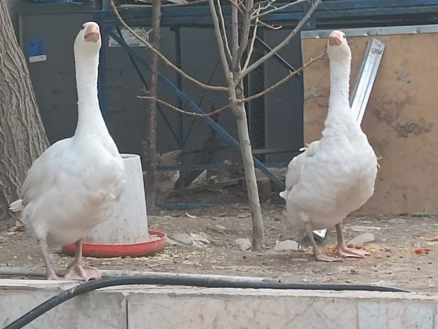 قو غاز|حیوانات مزرعه|گلبهار, شهر جدید گلبهار|دیوار