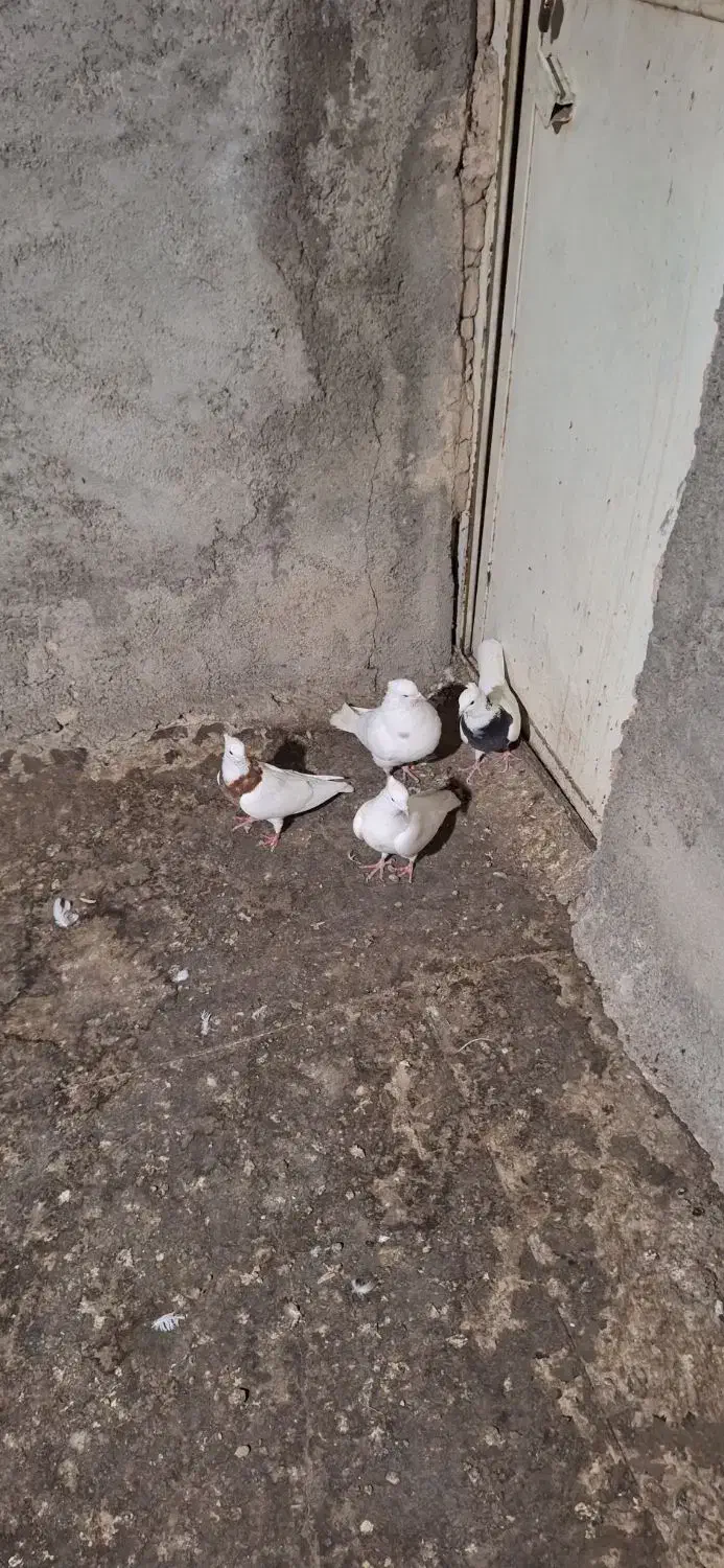 کفتر|پرنده|بهارستان, |دیوار