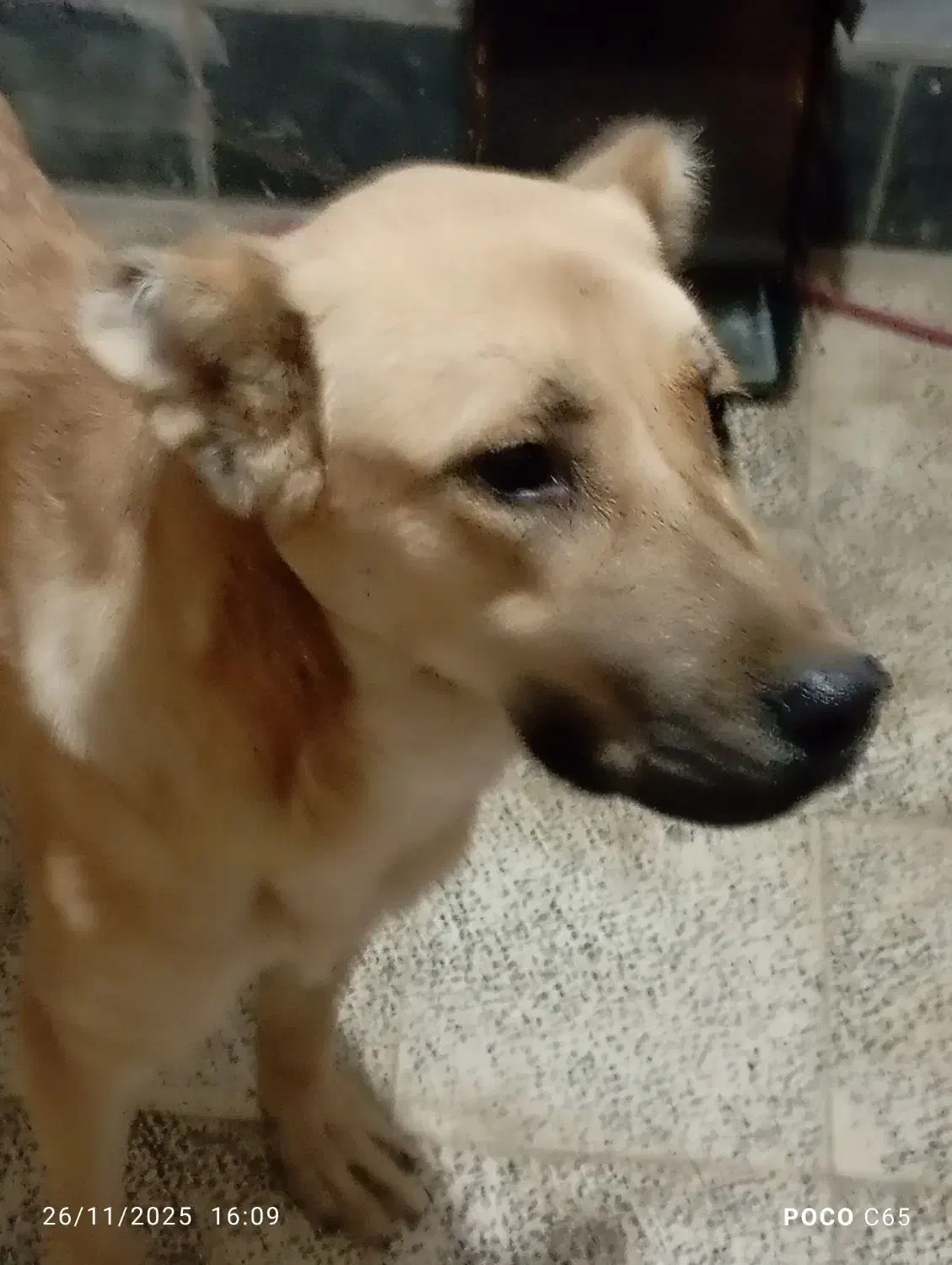 توله سرابی|سگ|گرگان, |دیوار