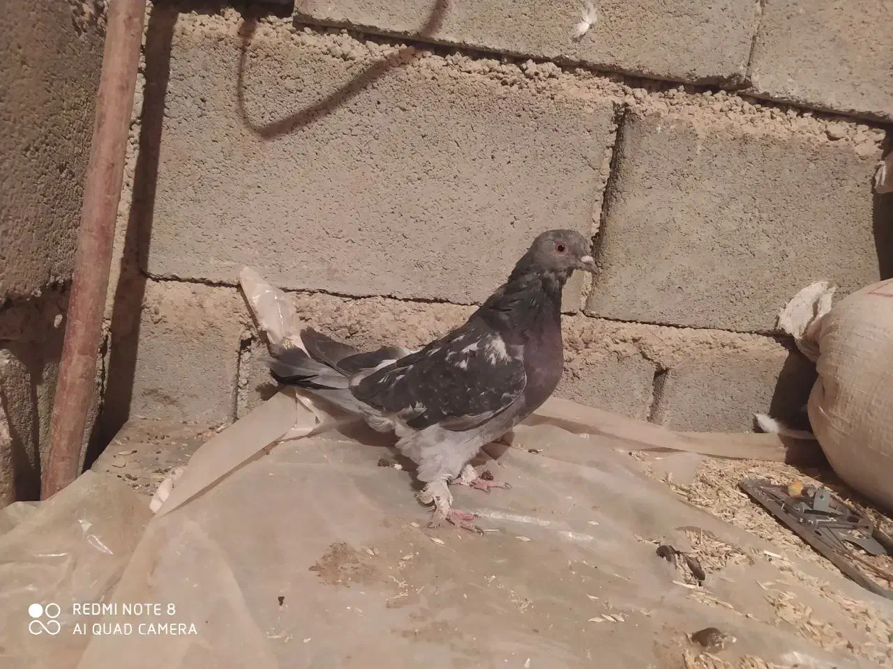 کبوتر پرشی بشرت|پرنده|بروجن, |دیوار