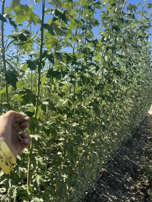 تولید نهال کبوده یکساله|خدمات باغبانی و درختکاری|زرین آباد, |دیوار