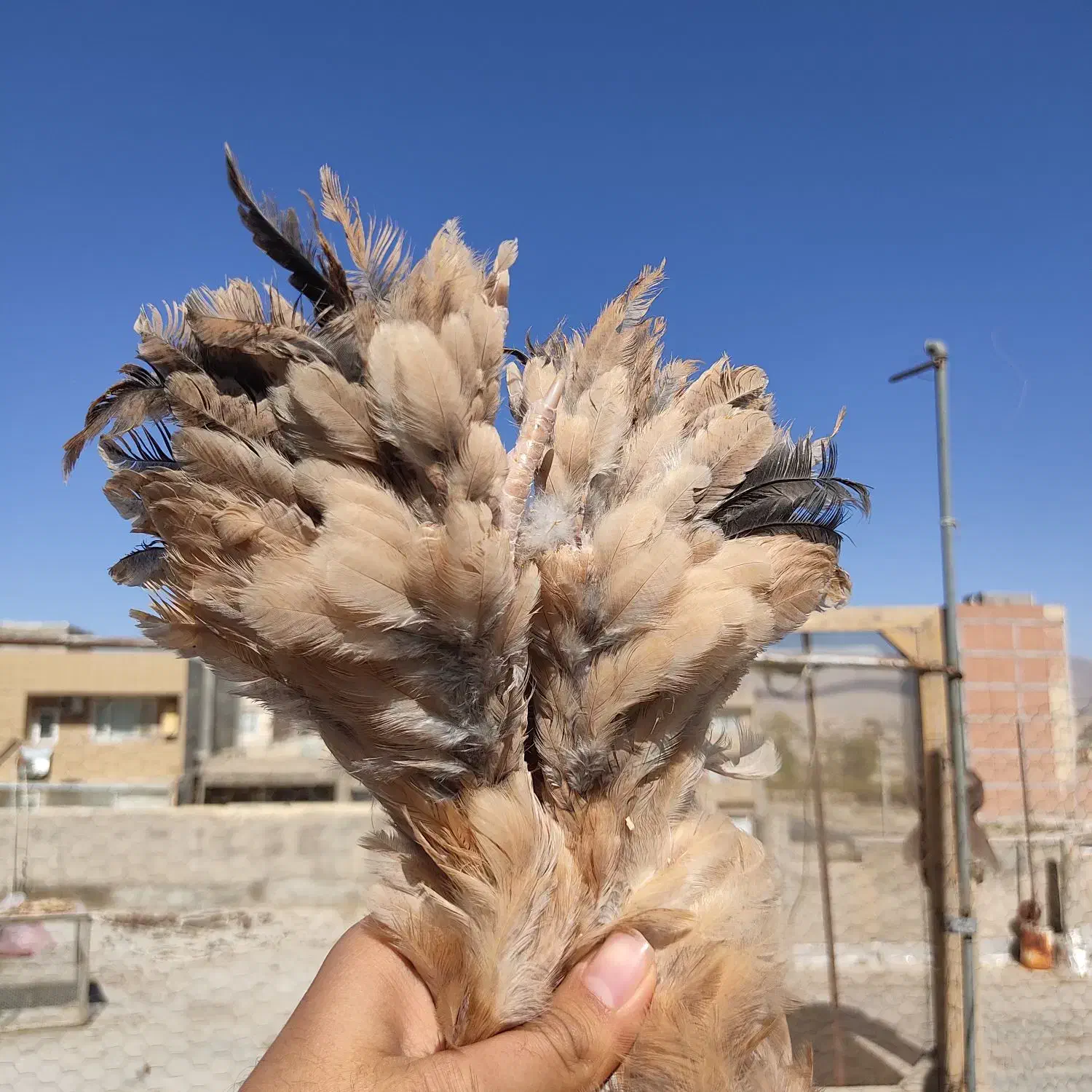 مرغ خروس و جوجه برهما لایت بلو بوف پاتریچ پورسلن|حیوانات مزرعه|مشهد, امیر|دیوار