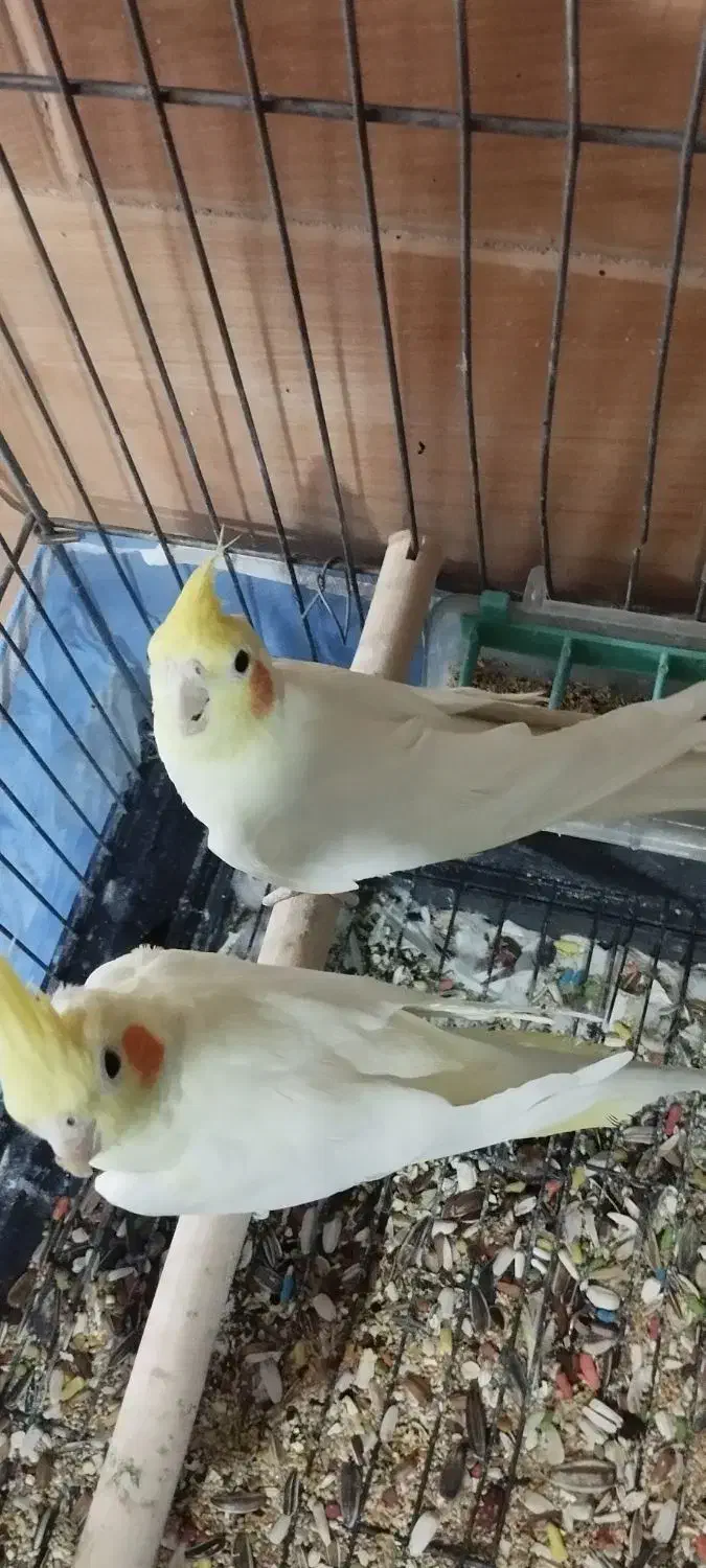 3 تا  عروس به قیمت|پرنده|فردیس, شهرک ارم|دیوار