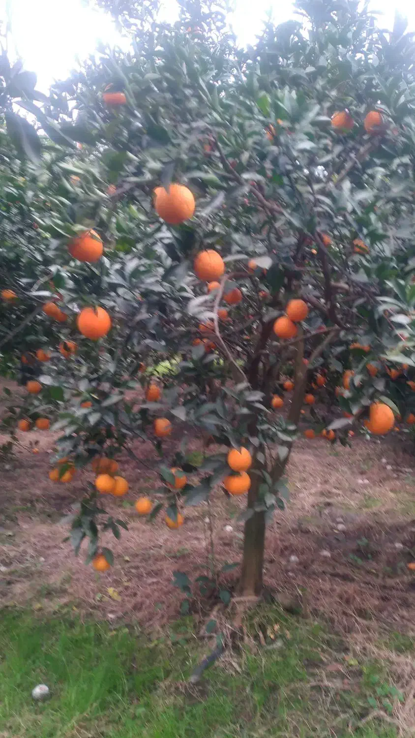 فروش پرتقال تامسون|خوردنی و آشامیدنی|نشتارود, |دیوار