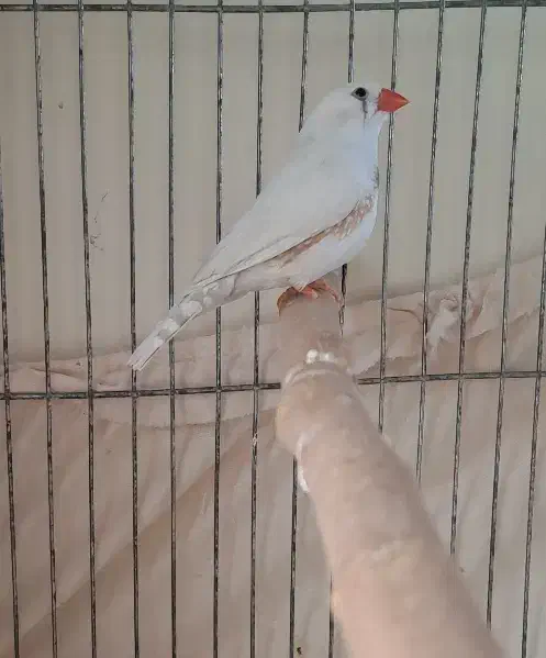 فنچ|پرنده|اندیشه, اندیشه فاز ۳|دیوار