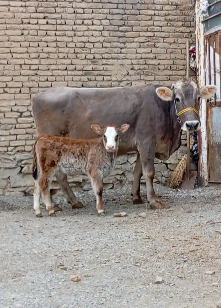 گاو گوساله جرسی درجه یک|حیوانات مزرعه|ازنا, |دیوار