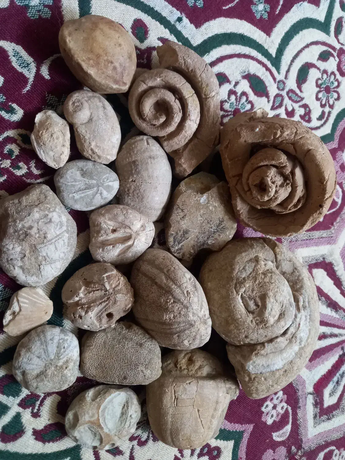 فسیل|کلکسیون اشیاء عتیقه|جیرفت, |دیوار