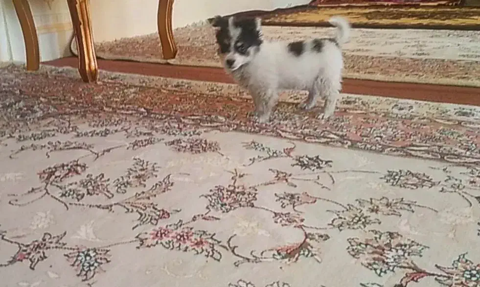 سگ کوچولو پامر اشپیتز|سگ|تبریز, |دیوار